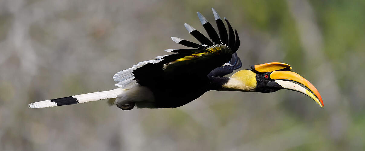 Großer Nashornvogel © Staffan Widstrand / Wild Wonders of China / WWF 