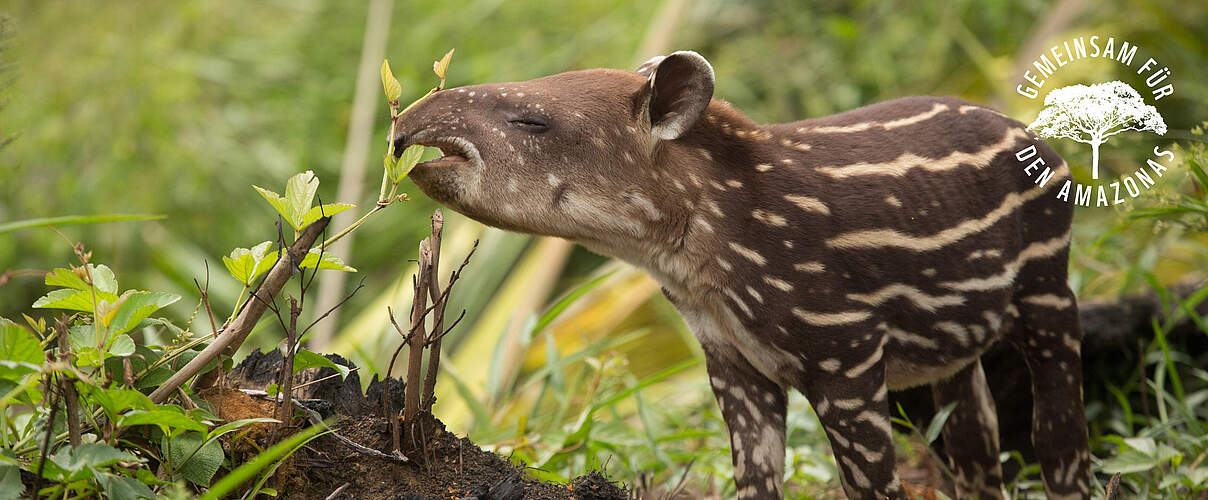 Junger Tapir in der Nähe Apaporis River in Kolumbien © César David Martinez / WWF Kolumbien