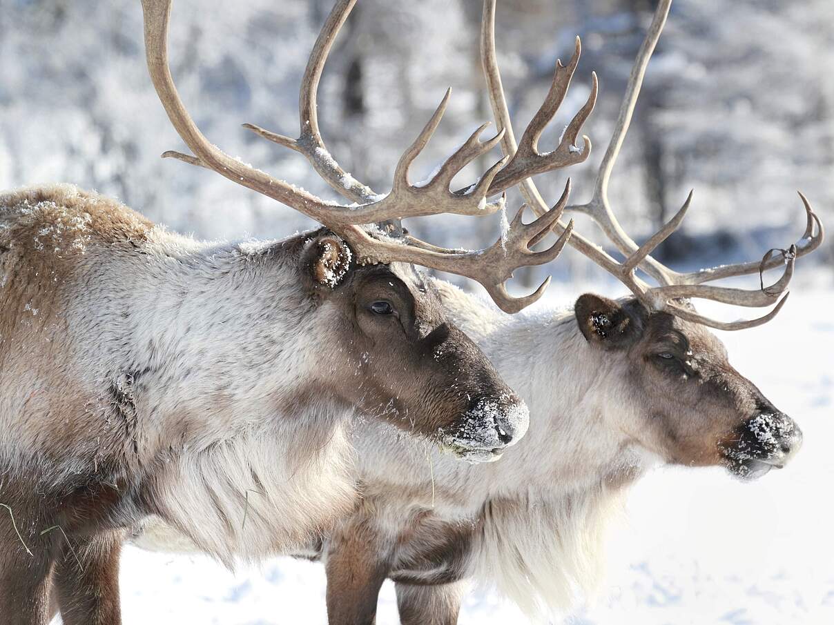 Rentiere © iStock / Getty Images