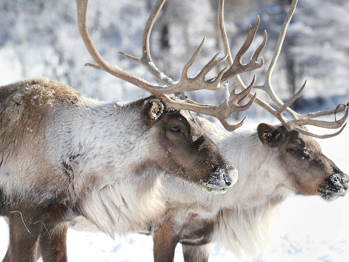 Rentiere © iStock / Getty Images