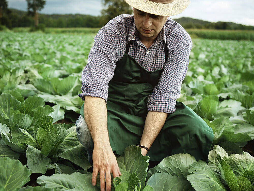 Landwirt prüft den Kohl auf seinem Feld © istock / Getty Images