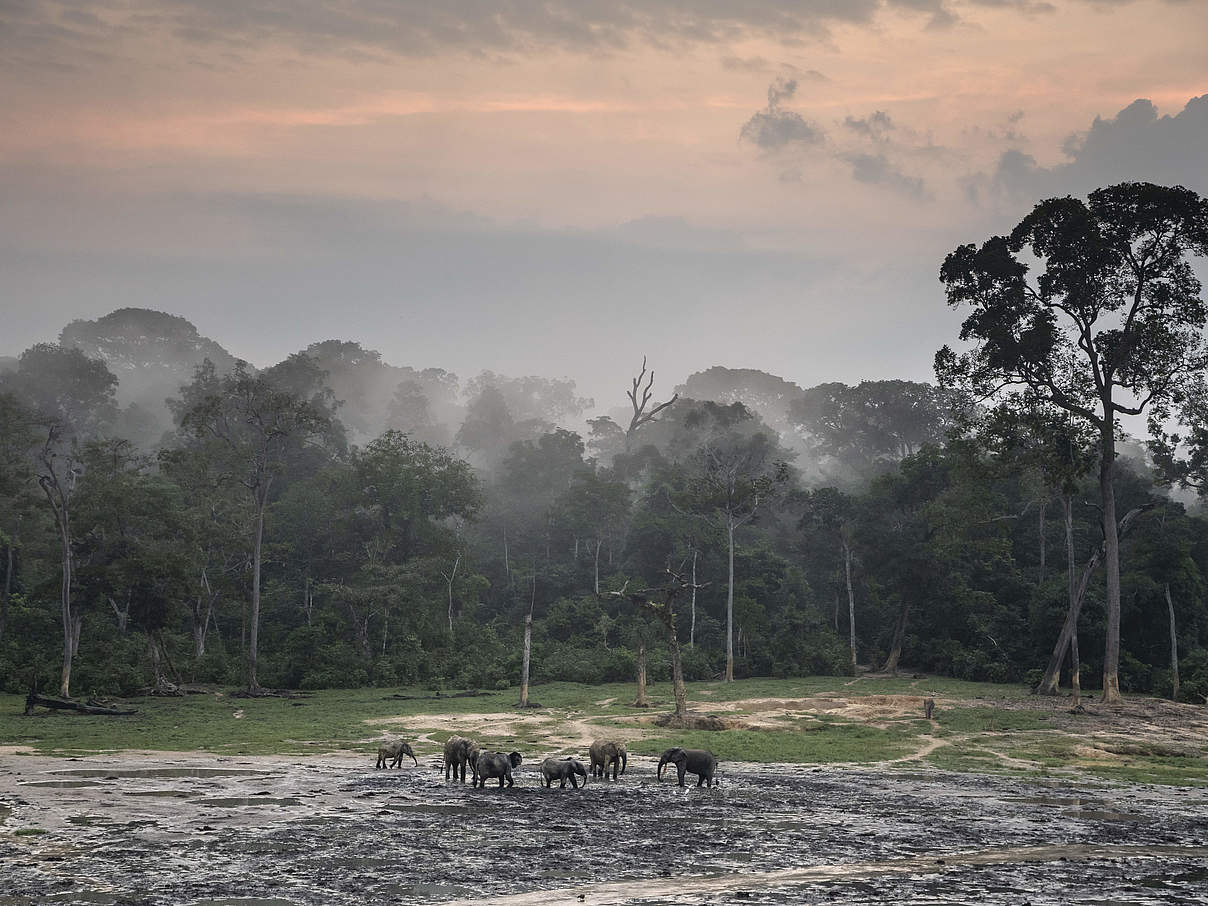 Waldelefanten auf der Dzanga Bai © Andy Isaacson / WWF-US