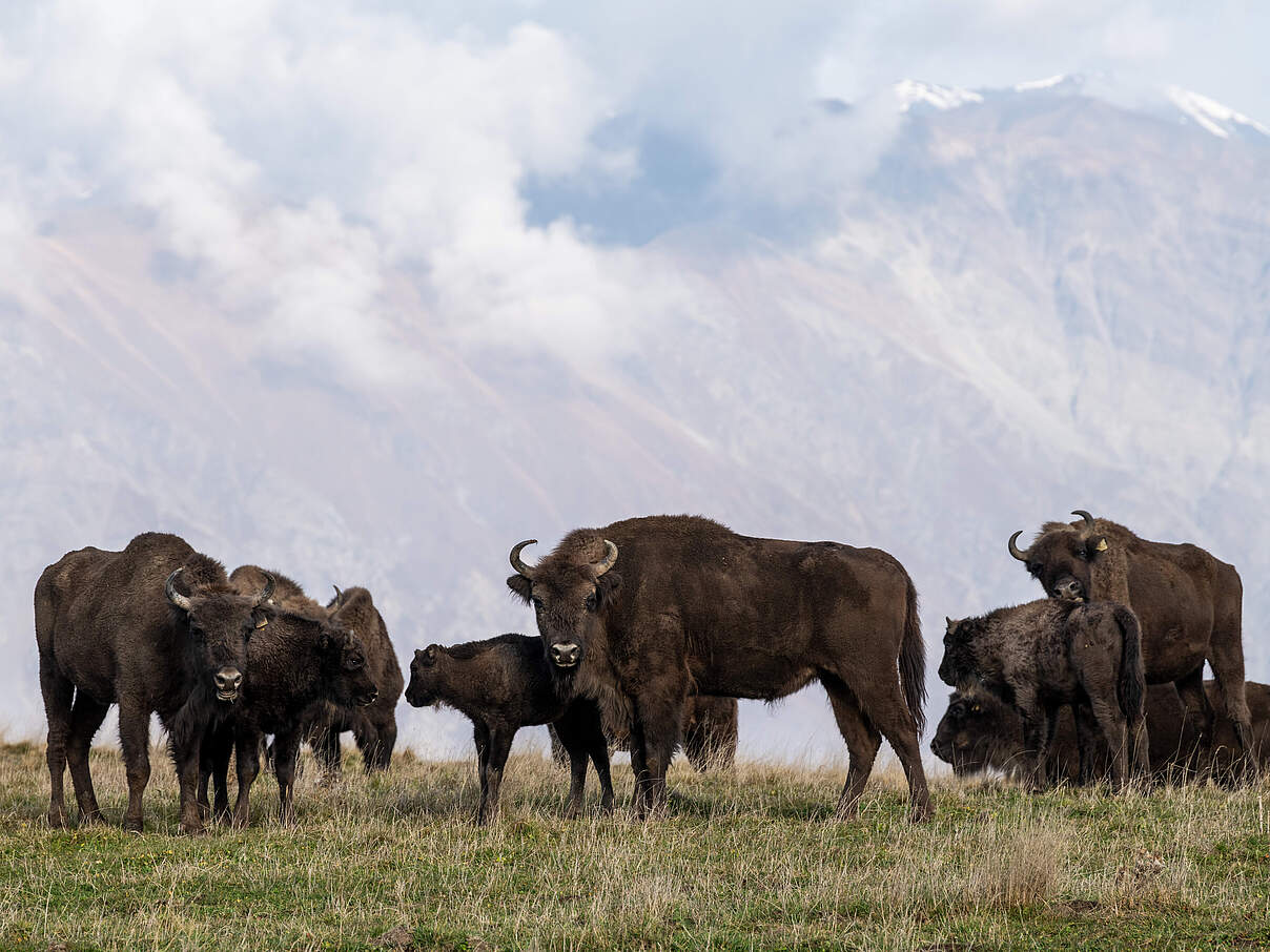 Wisent-Herde im Shahdag-Nationalpark im Kaukasus © WWF