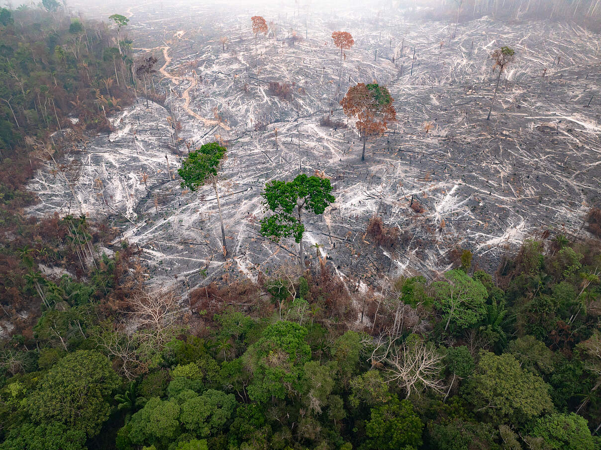 Verwüstung nach Feuer im Sete de Setembro, Brasilien, September 2024 © Israel Vale / WWF Brasilien