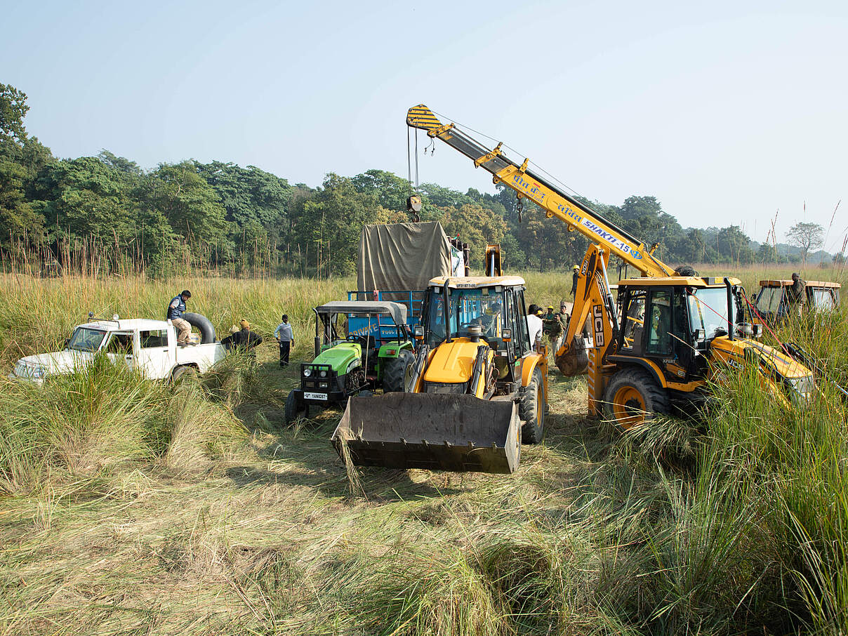 Mit schwerem Gerät wird das Indische Panzernashorn transportiert © Ankit Kashyap / WWF India