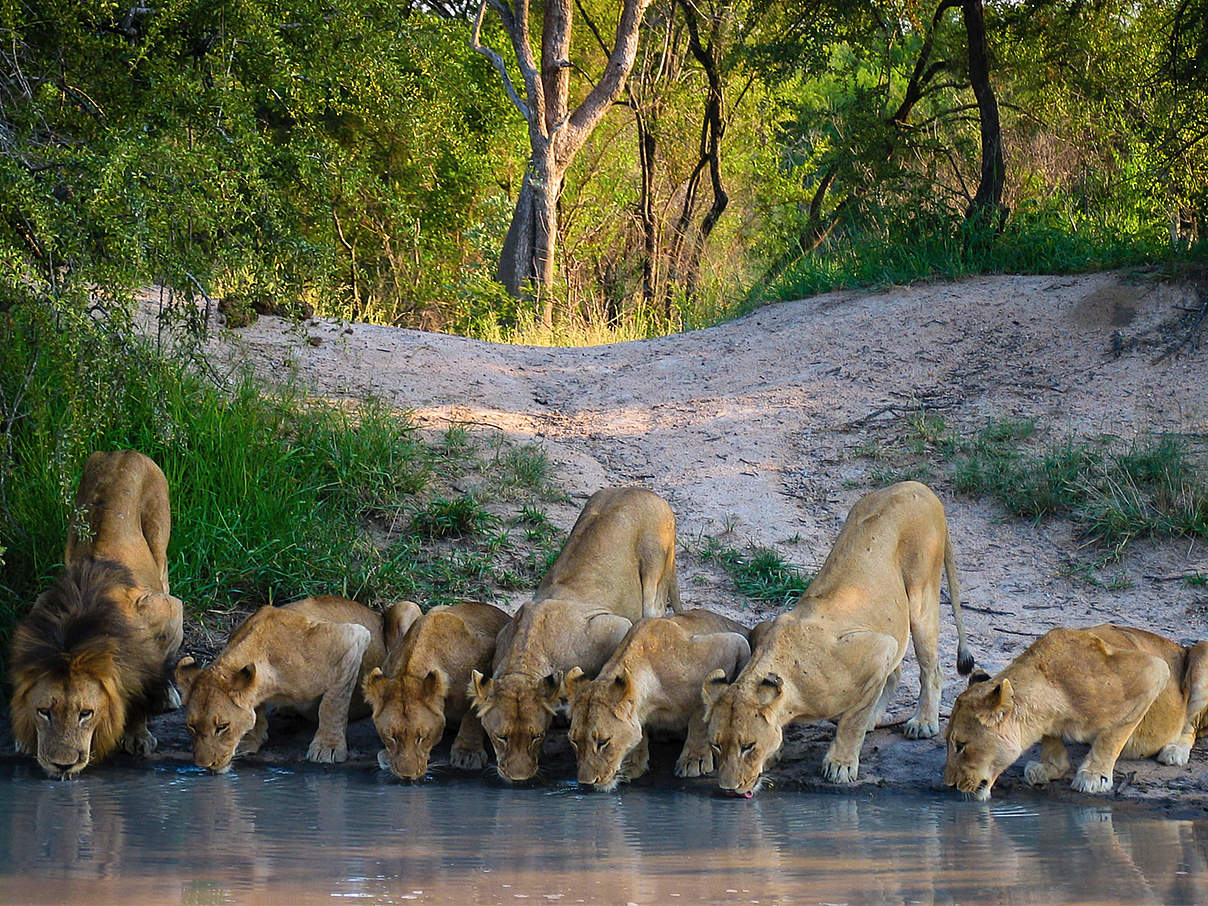 Löwenrudel an einer Wasserstelle © BrettDurrant / iStock / Getty Images