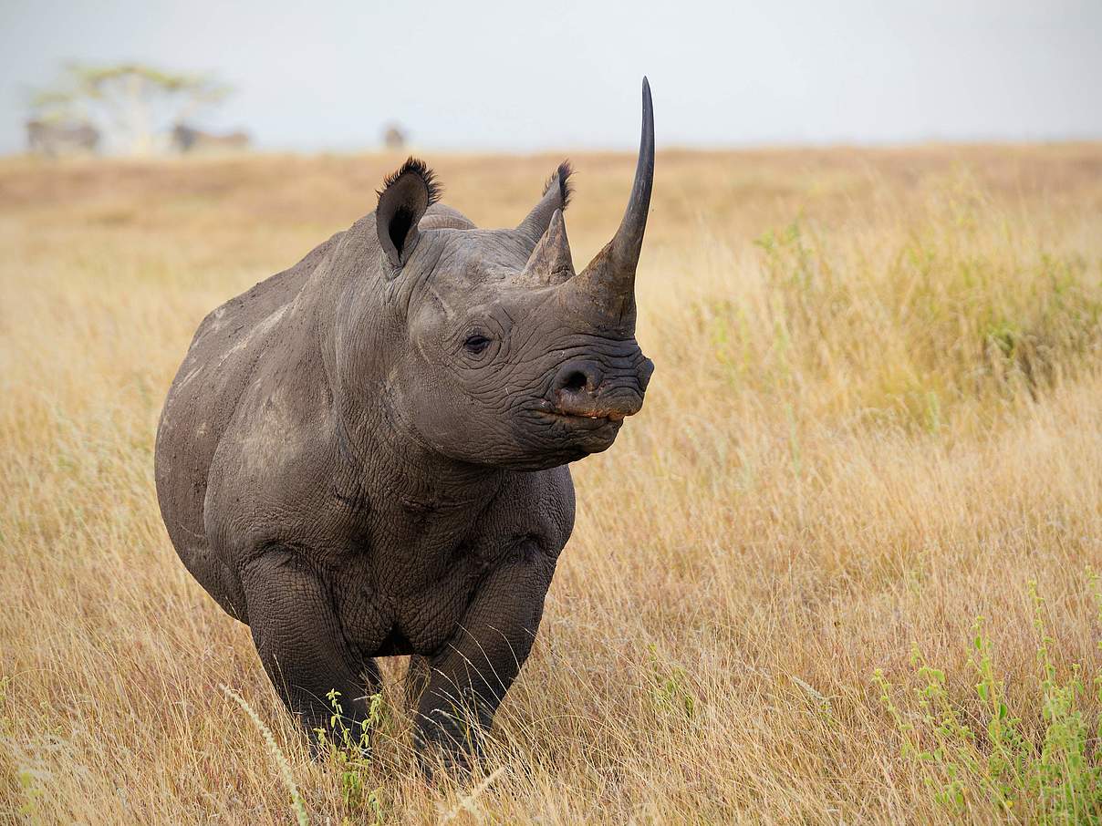 Afrikanisches Spitzmaulnashorn © Martin Harvey / WWF