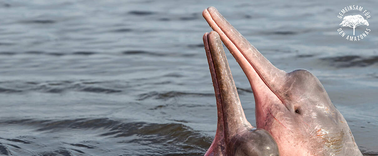 Boto Flussdelfin im Amazonas © Shutterstock / COULANGES