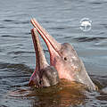 Boto Flussdelfin im Amazonas © Shutterstock / COULANGES