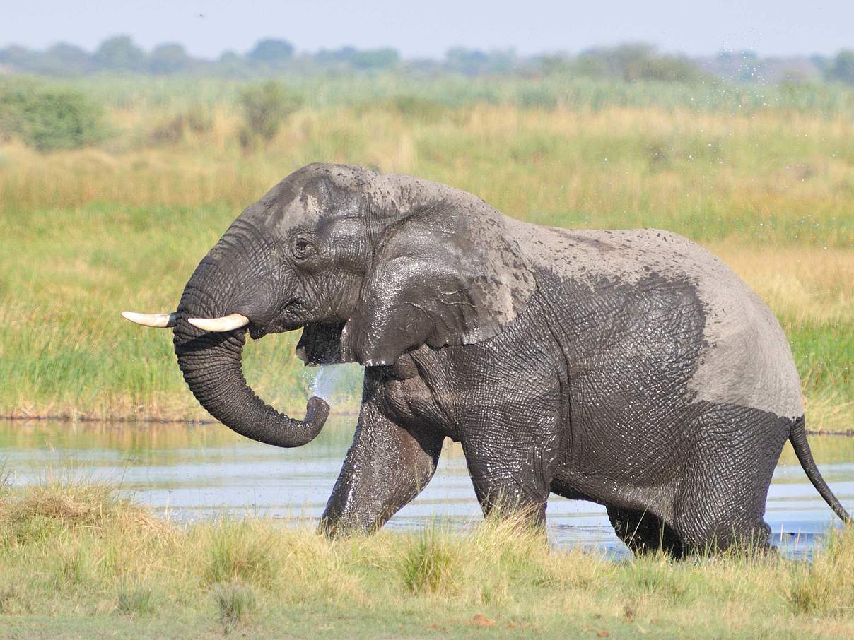 Elefant im Nationalpark © NACSO / WWF Namibia