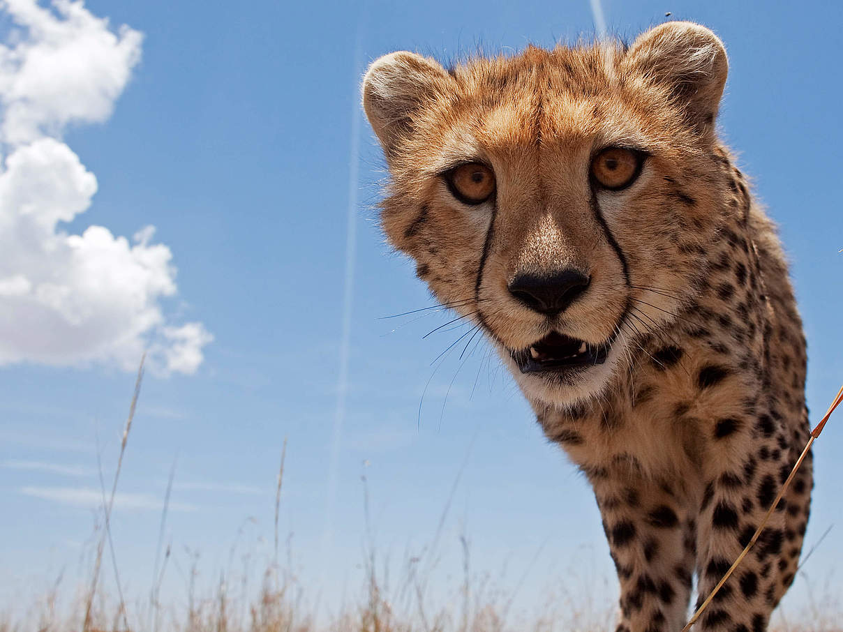 Ein Gepard in der Masai Mara, einem Naturschutzgebiet in Kenia © naturepl.com / Anup Shah / WWF