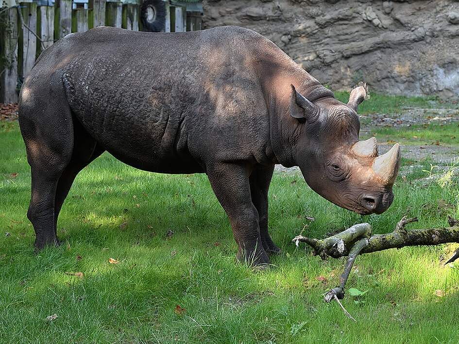 Nashorn Malte © Werner Scheurer