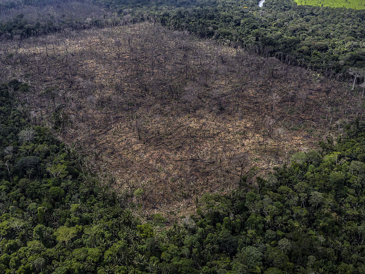 Illegale Entwaldung im Gebiet der Uru-Eu-Wau-Wau in Brasilien © Marizilda Cruppe / WWF-UK