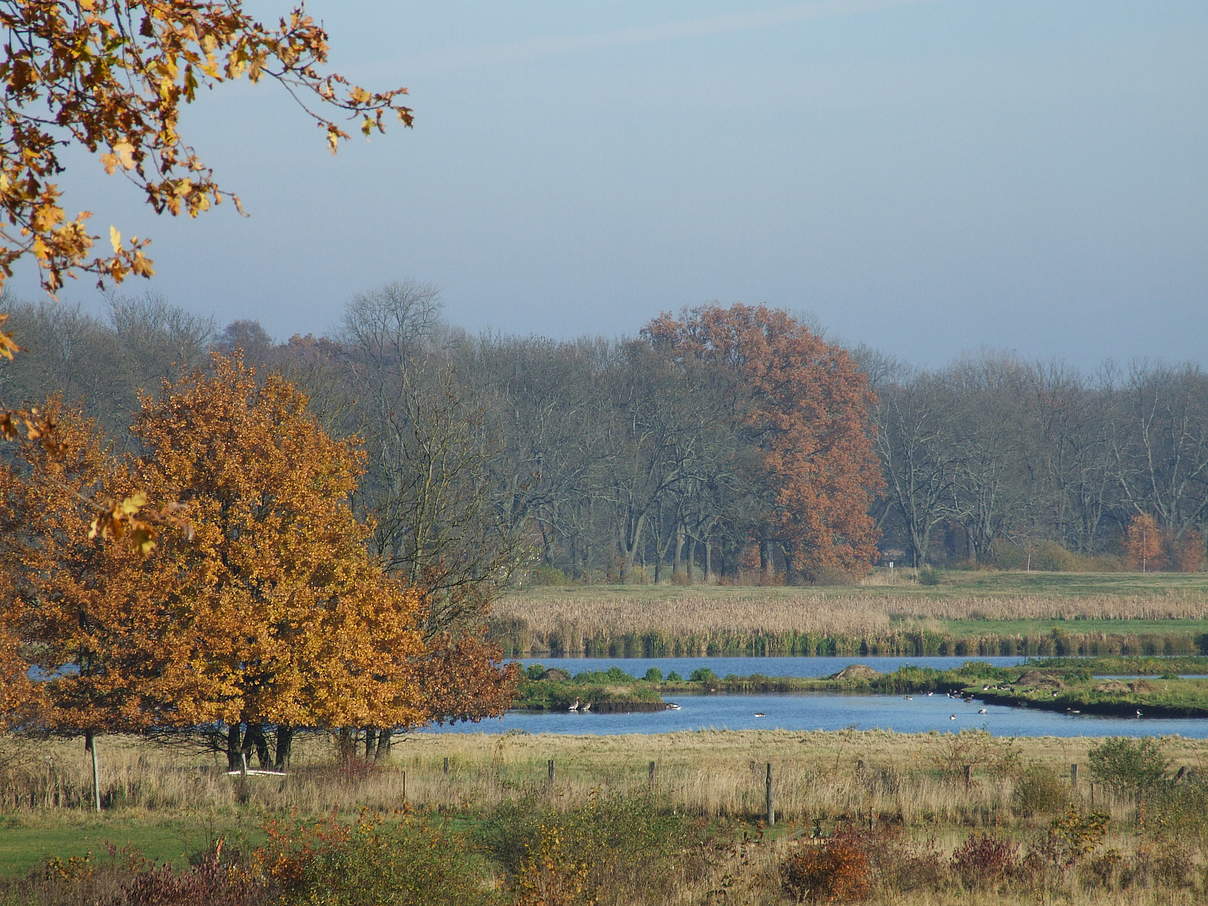 Drömling Flachwasserlandschaft © WWF