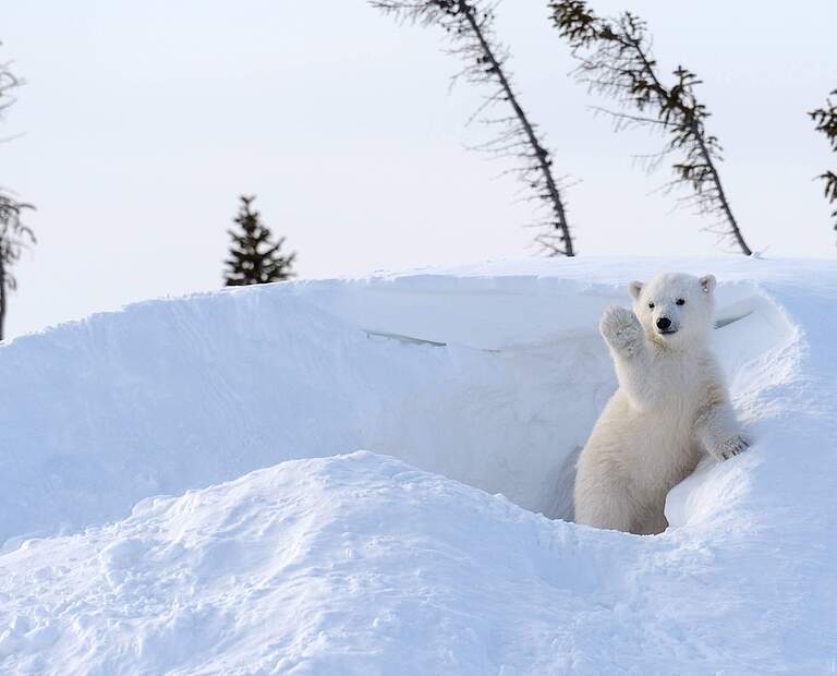 Eisbär © Imago Nature Picture Library / Floris van Breugel