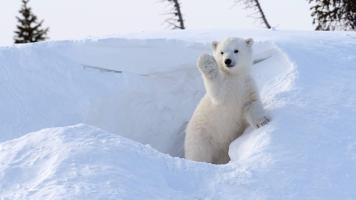 Eisbär © Imago Nature Picture Library / Floris van Breugel