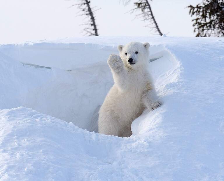 Eisbär © Imago Nature Picture Library / Floris van Breugel