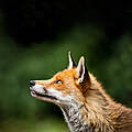 Fuchs © Pete Denness / iStock / Getty Images