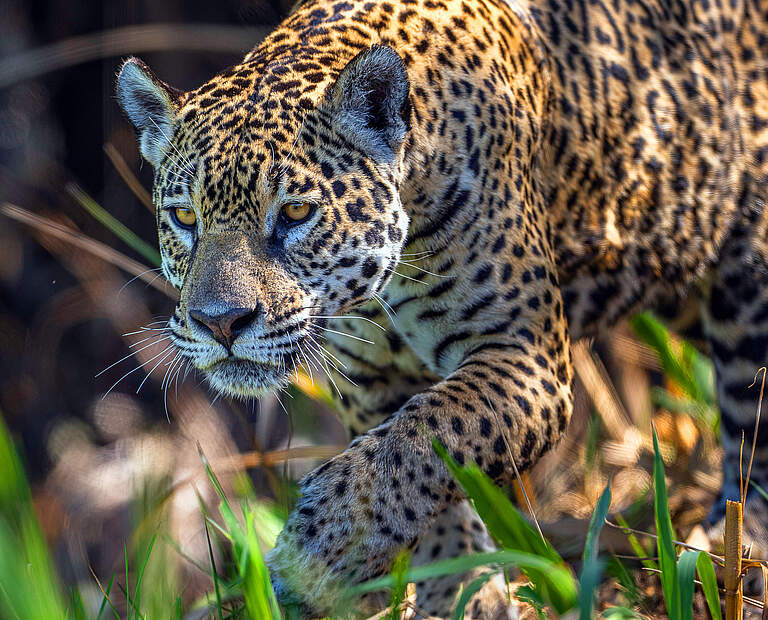 Jaguar Weibchen in Brasilien © WWF Sweden / Ola Jennersten