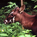 Saola-Rind © David Hulse / WWF