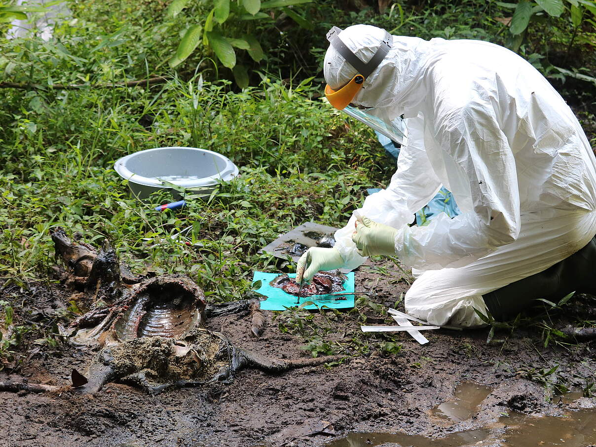 Untersuchung eines Kadavers im Kongo-Becken © Tobias Grässle