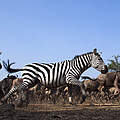 Zebras © naturepl.com / Anup Shah / WWF