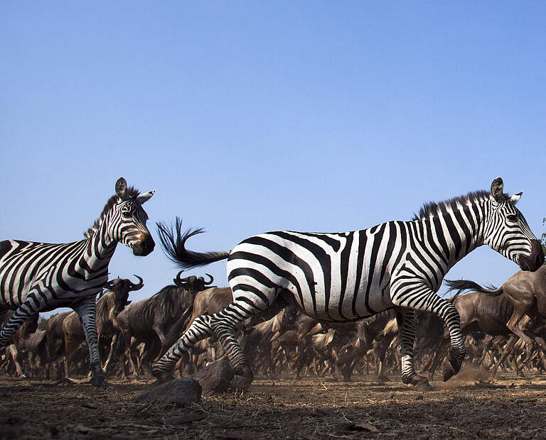 Zebras © naturepl.com / Anup Shah / WWF