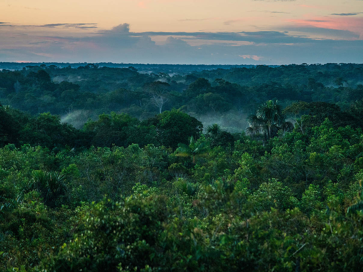 Amazonas Regenwald in Kolumbien © Luis Barreto / WWF-UK