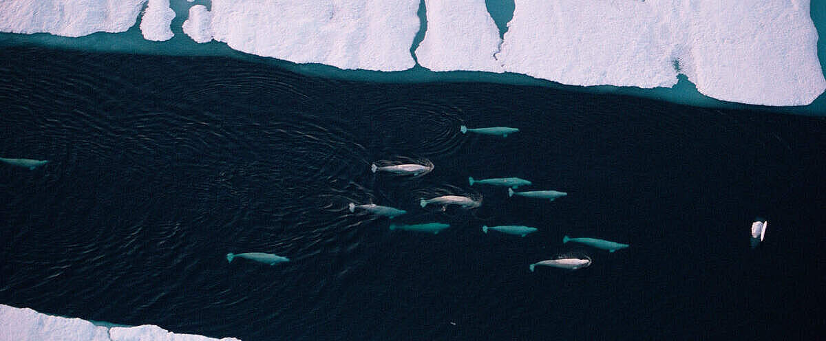 Beluga-Wale im Meereis im arktischen Kanada © naturepl.com / Doug Allan / WWF