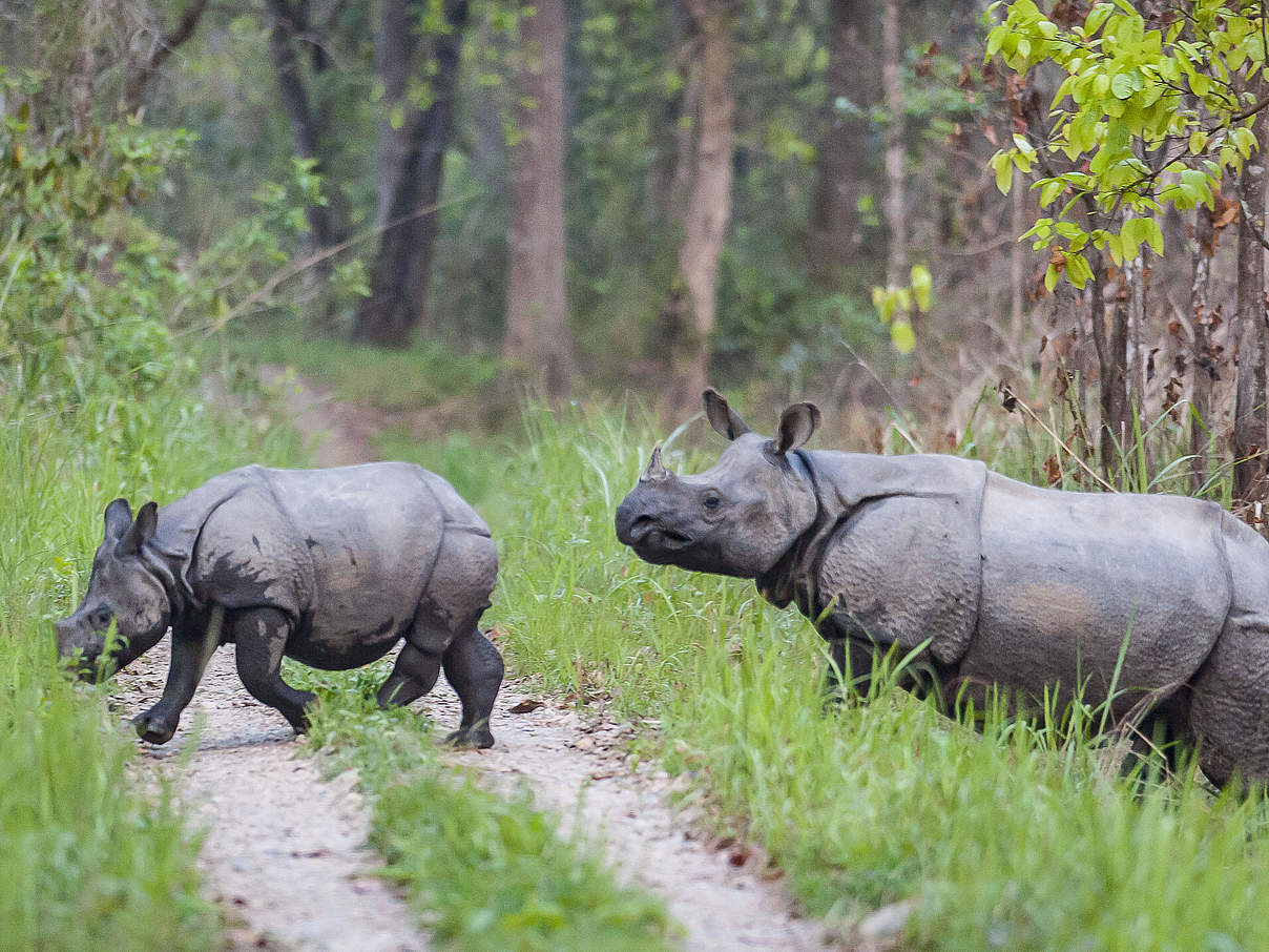 Panzernashorn mit Kalb im Chitwan-Nationalpark © Ola Jennersten / WWF Sweden