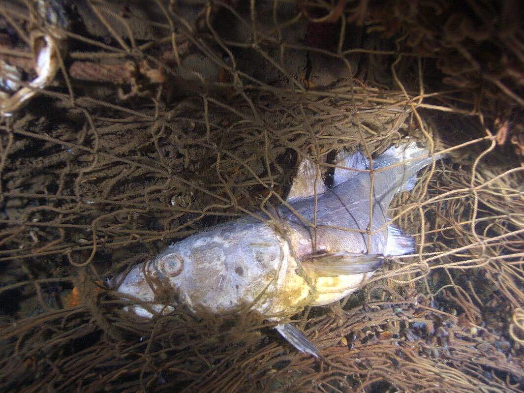 Toter Fisch im Geisternetz © Philipp Kanstinger / WWF