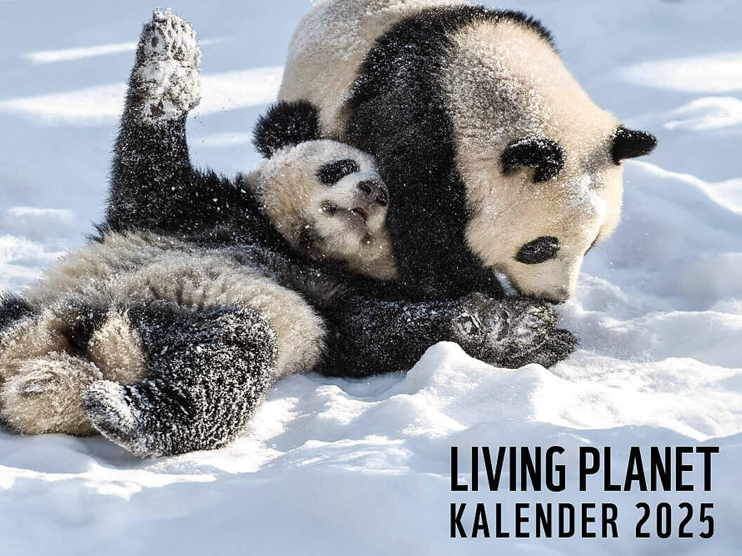 Living Planet Kalender 2025 Titelbild Panda © WWF