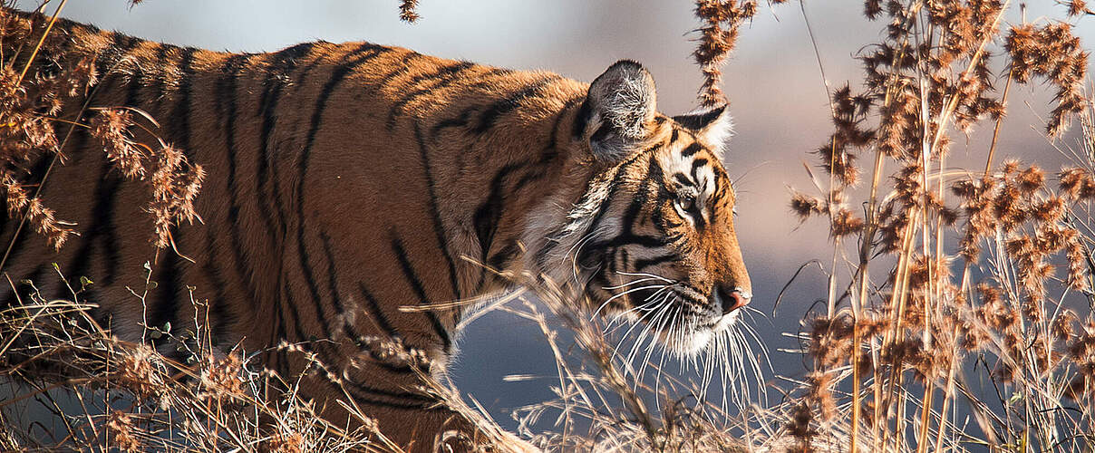 Tiger im Nationalpark Ranthambore, Indien © Ola Jennersten / WWF Schweden