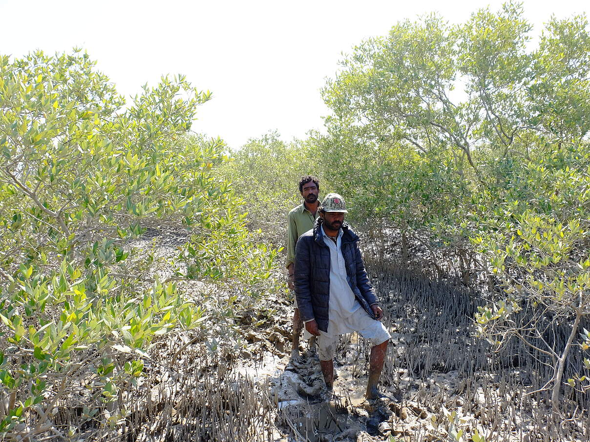 Mangroven in Pakistan © Uwe Johannsen / WWF