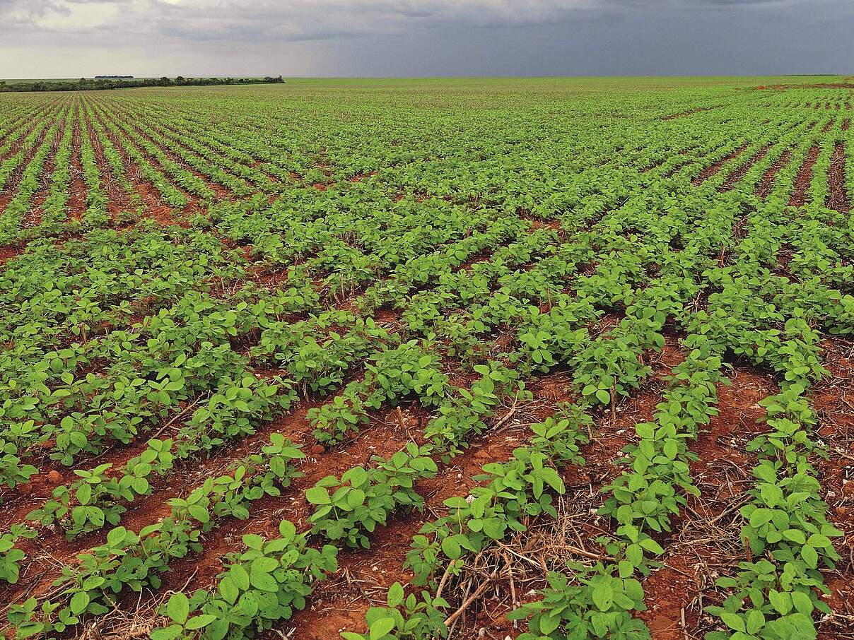 Soja-Feld in Brasilien © Peter Katon / WWF