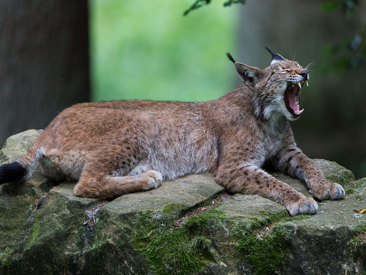 Eurasischer Luchs © Ralph Frank / WWF