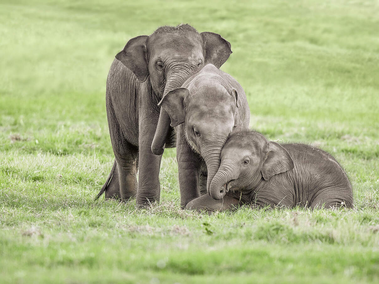 Drei junge Elefanten © Shutterstock