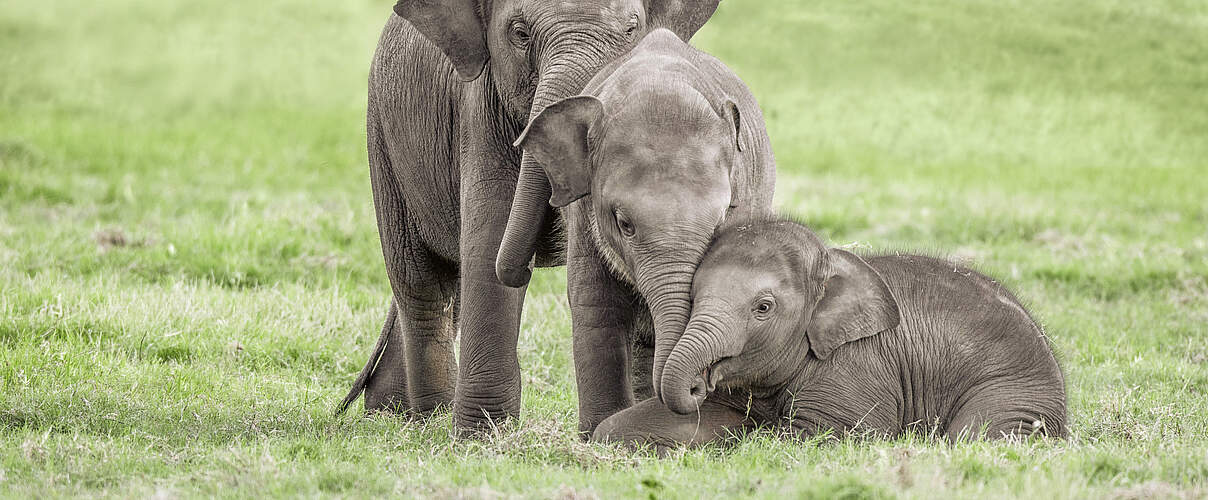 Drei junge Elefanten © Shutterstock