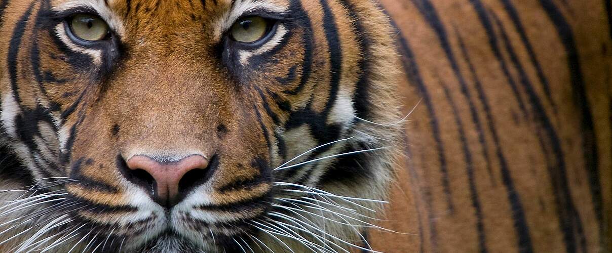 Sumatra-Tiger © naturepl.com / Edwin Giesbers / WWF