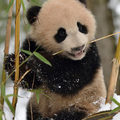 Ein Panda-Jungtier im Schnee in China © naturepl.com / Aflo / WWF