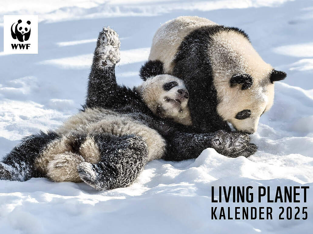 Living Planet Kalender 2025 Titelbild Panda © Kira Hofmann / picture alliance