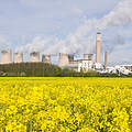 Rapsfeld vor Fabrik © Global Warming Images