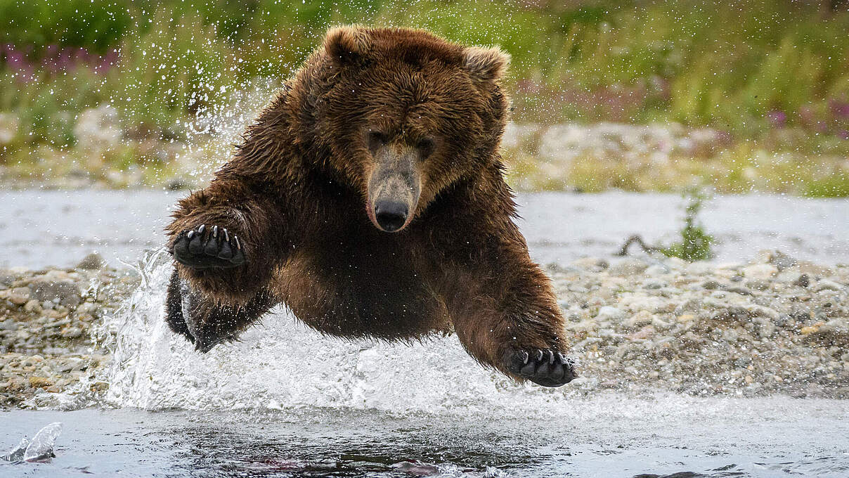 Ein Braunbär bei der Fischjagd im Katmai National Park in Alaska © Alan Jones / Natural Habitat Adventures