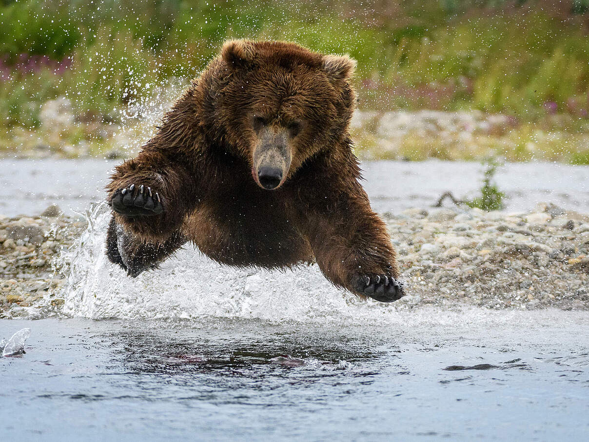 Ein Braunbär bei der Fischjagd im Katmai National Park in Alaska © Alan Jones / Natural Habitat Adventures