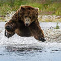 Ein Braunbär bei der Fischjagd im Katmai National Park in Alaska © Alan Jones / Natural Habitat Adventures