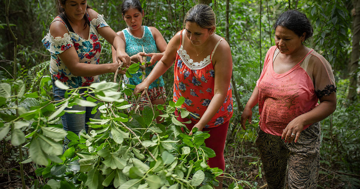 Wie Paraguays Frauen Mit Mate Den Wald Retten