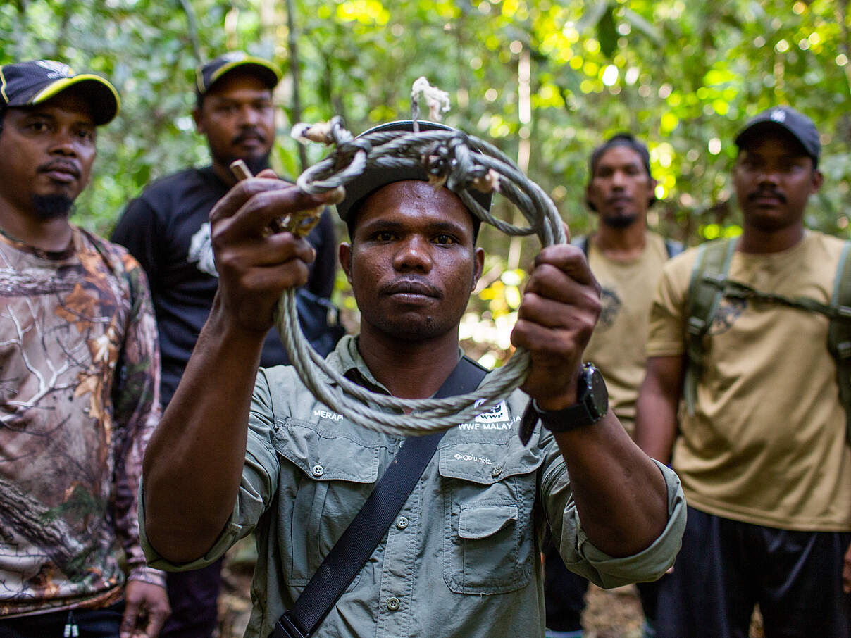 Merapi (Mitte), Mitglied des Anti-Wilderei-Teams, hält eine Schlingfalle, die aus dem Wald entfernt wurde. Umi kennt Merapi seit seiner Kindheit und arbeitet nun eng mit ihm zusammen, um Tiger zu schützen. © Emmanuel Rondeau / WWF-US