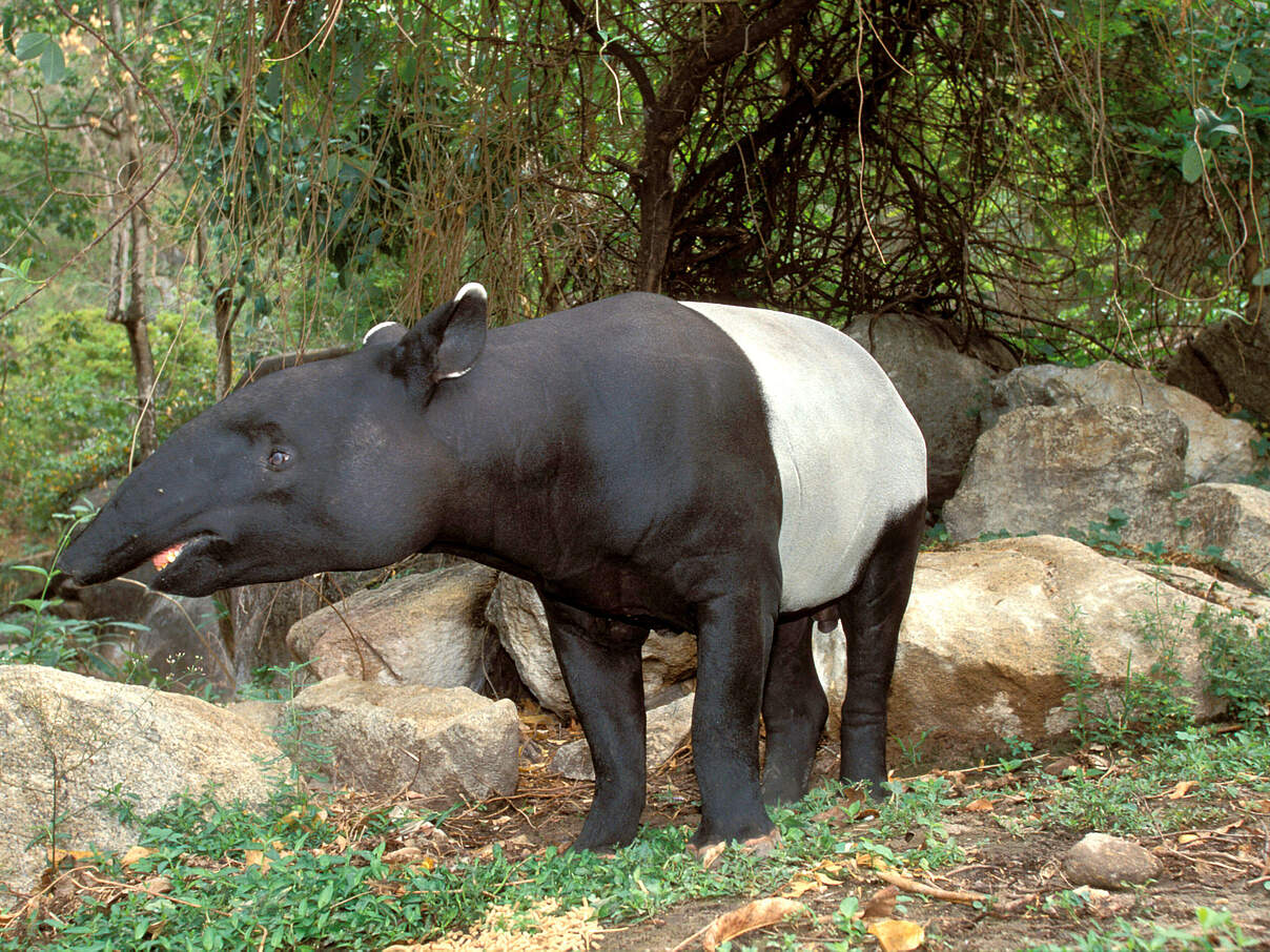 Tapir in Südostasien © Martin Harvey / WWF