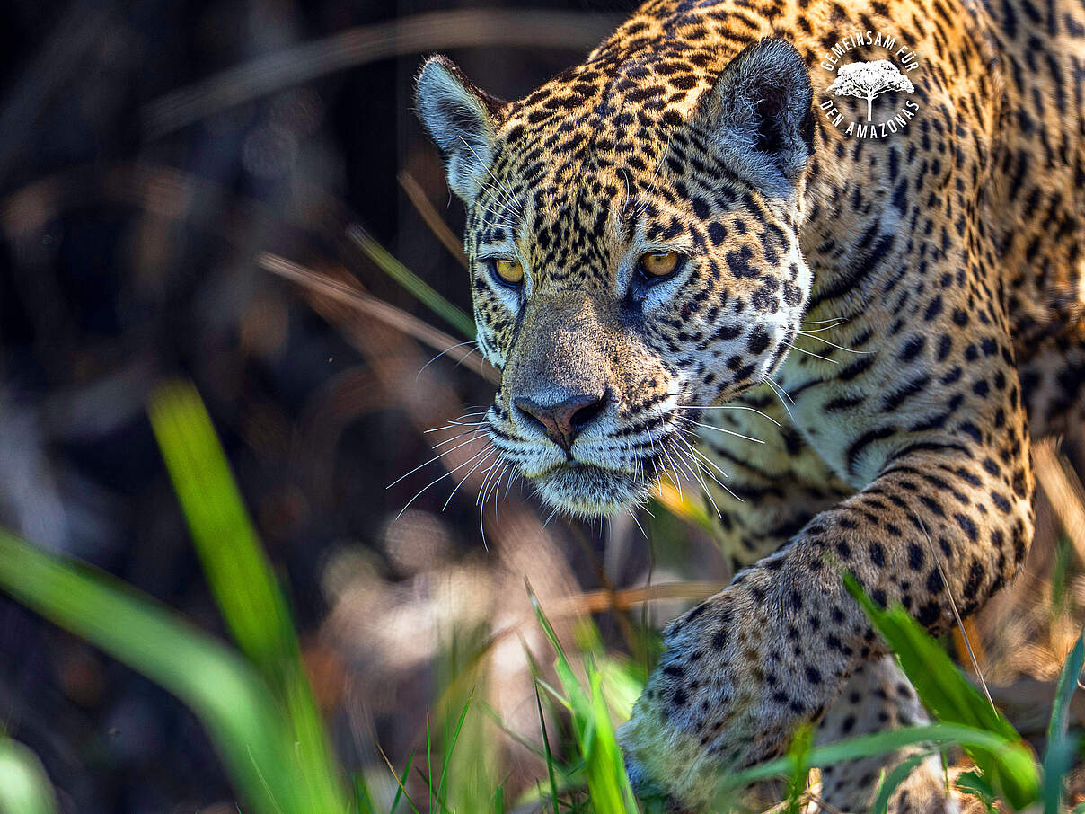 Jaguar Weibchen in Brasilien © WWF Sweden / Ola Jennersten