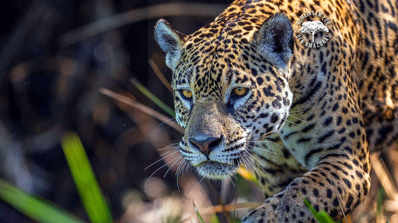 Jaguar Weibchen in Brasilien © WWF Sweden / Ola Jennersten